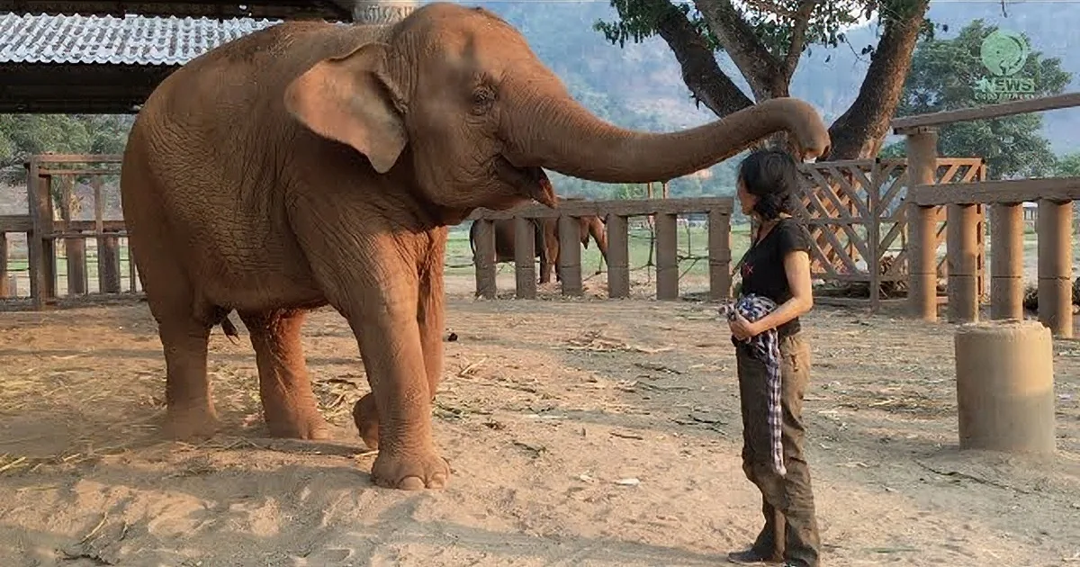 She Sits With an Elephant. but I Can''t Believe How the Elephant Reacts When She Starts Singing!