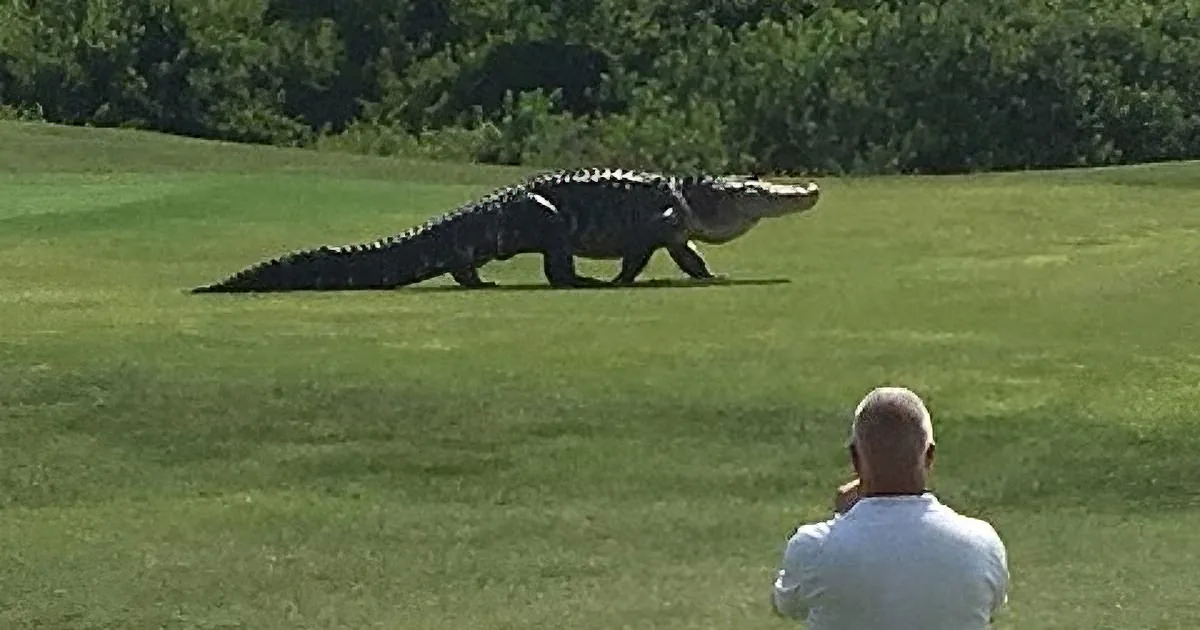 A large alligator walks across a grassy field as a person in a white shirt observes.