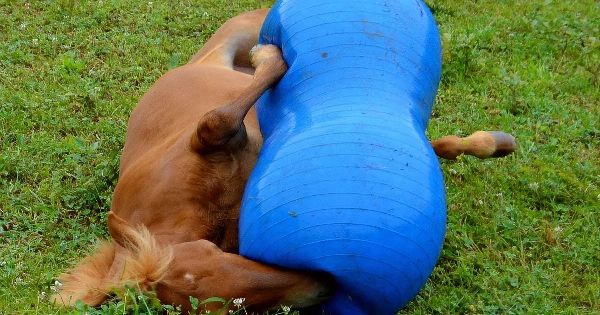 Baby Horse Falls on His Back, but Wait Till His Brother Joins in to Play! Precious!