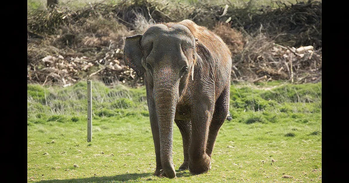 An elephant stands on a grassy field with a pile of branches in the background.