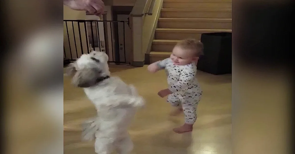 Cute Little Dog Does This for a Treat, but Don''t Take Your Eyes off the Baby by His Side