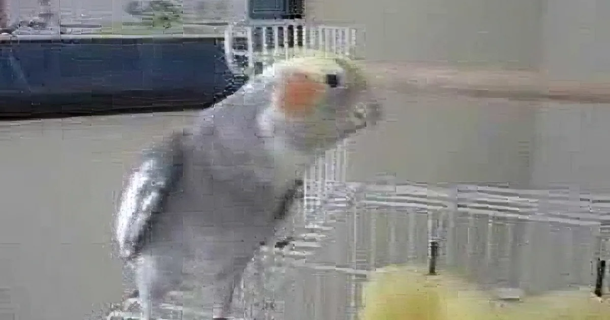 Cockatiel Hears Her Owner Whistling This Tune. Now Watch What She Does in Response! so Cute!