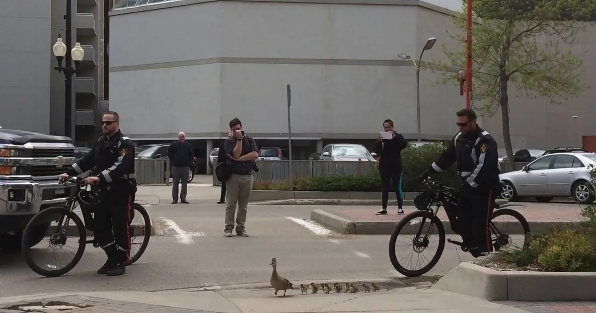 Mama Duck Leads Her 12 Kids Down a Busy Street With Her Own Security Detail