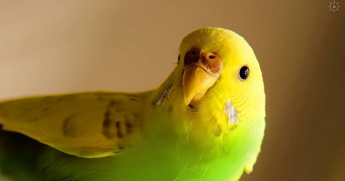 Sleepy Bird Cuddles With Dad, but Listen to His Words as He Dozes off. I Cracked Up!
