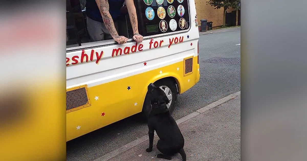 Dog Hears the Ice Cream Truck. but His Next Move? Aww, This Is Too Cute to Handle!