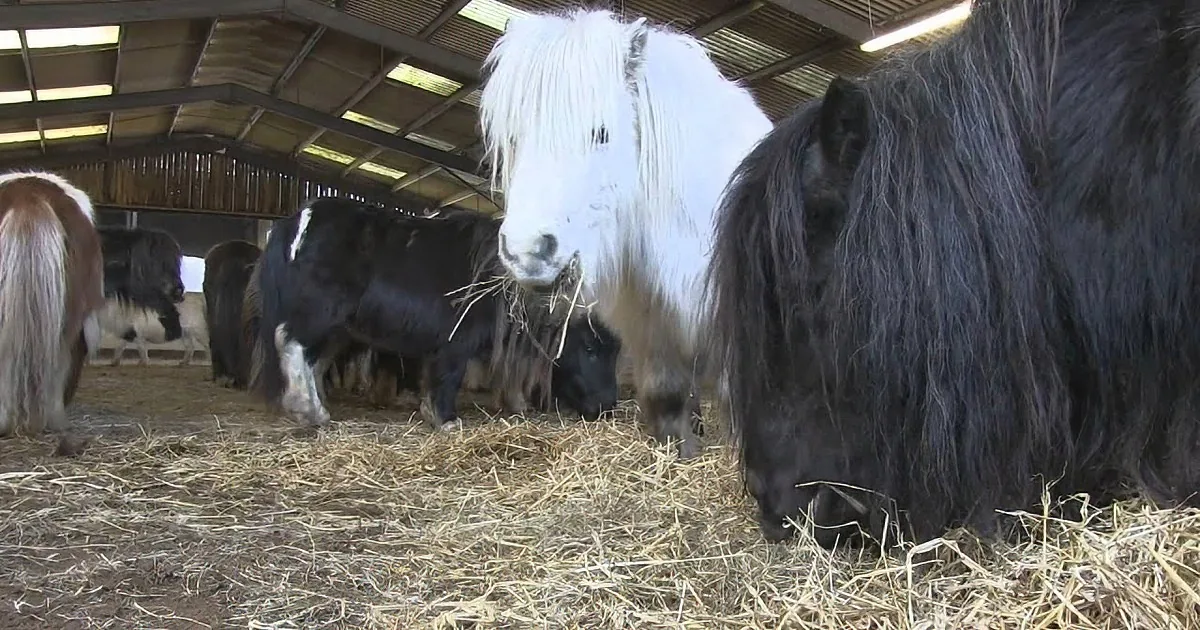 Cruel Owner Abandoned This Herd of 30 Ponies, but What Happened Next Put a Smile on My Face!