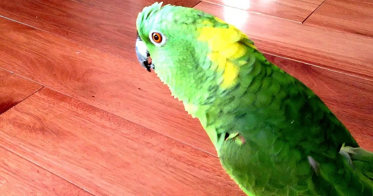 Parrot Sees Something Very Funny. but His Reaction? I''m Rolling on the Floor With Laughter!