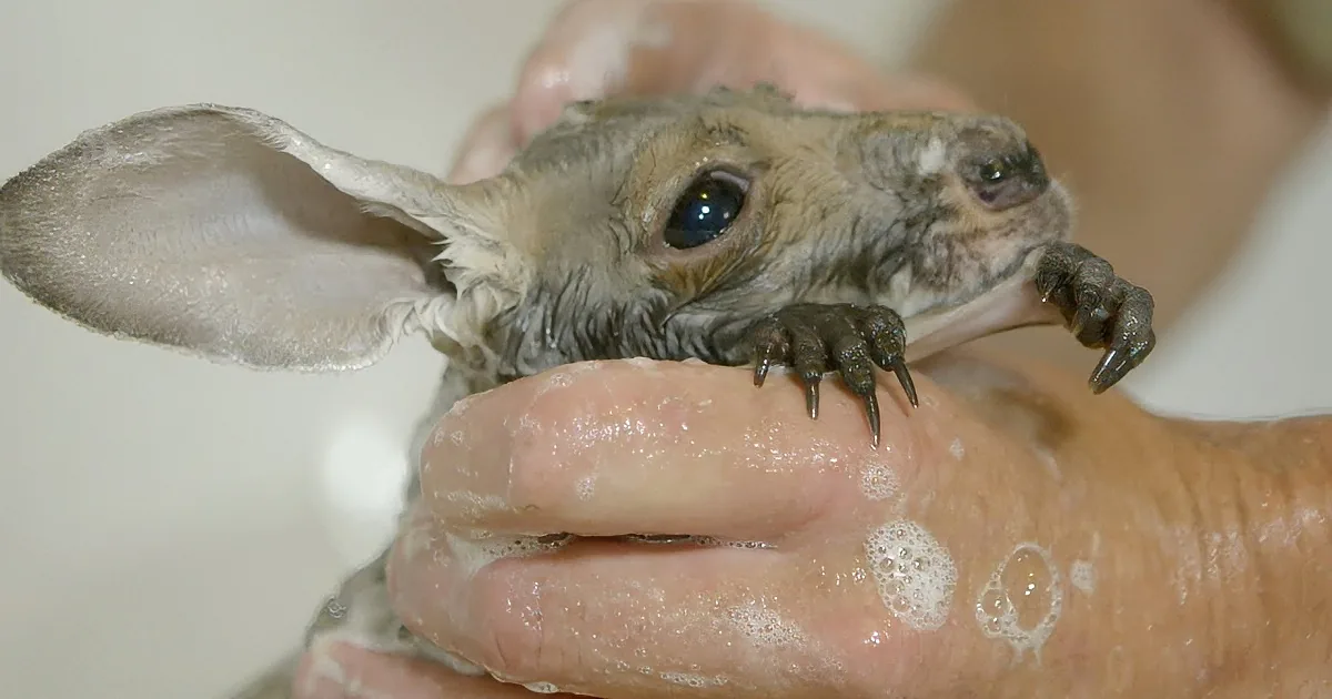 This Baby Kangaroo Is Not a Real Fan of Her Baths. Her Facial Expressions Are Priceless