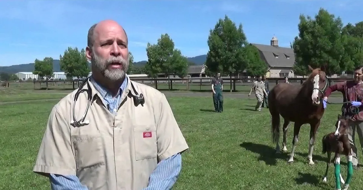 A man in a tan jacket stands in a grassy field with horses, one wearing green leg wraps.