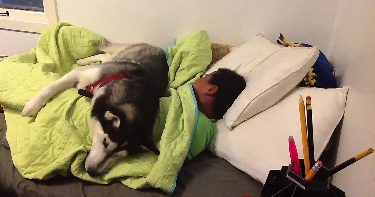 Little Boy Was Getting Late for School, but What the Sleepy Husky Does? I Can''t Stop Laughing!