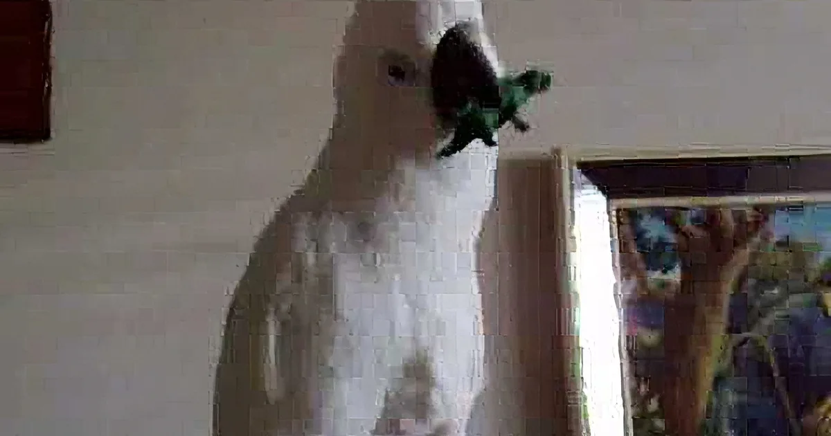 Cockatoo Hears His Owner Sing This Beyoncé Song. but the Moment He Joined in, I Lost It! OMG!