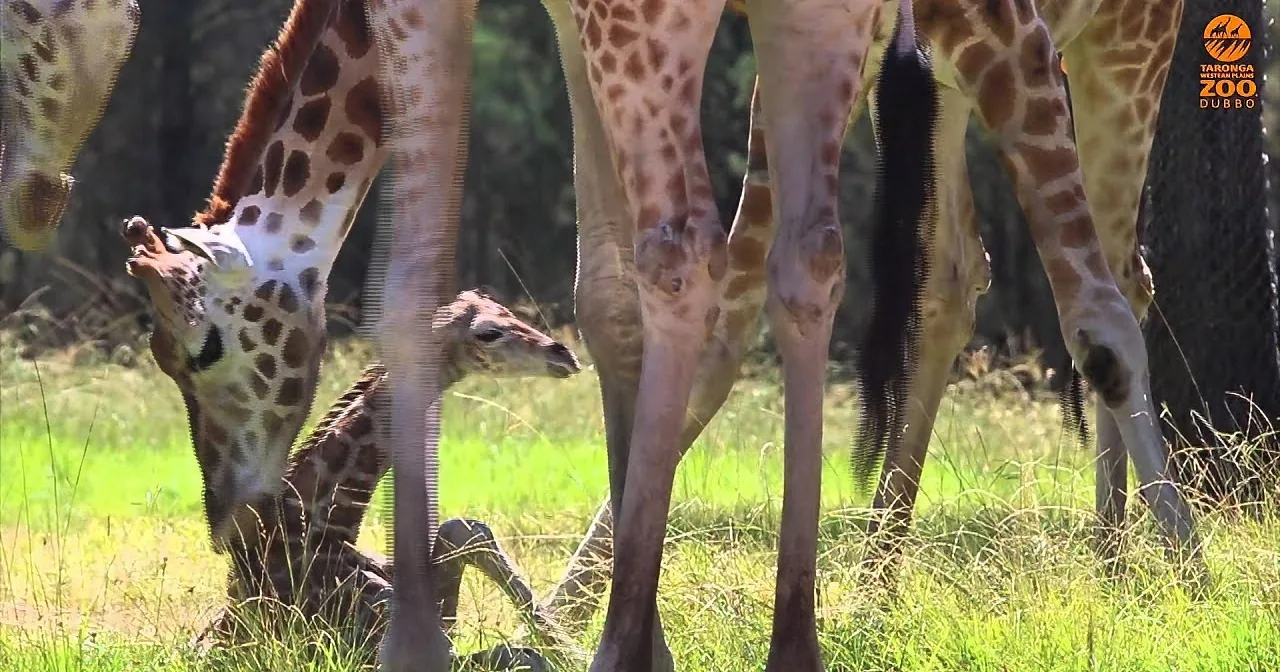 Pregnant Giraffe Goes Into Labor. What the Camera Caught Next? I Can''t Believe My Eyes!