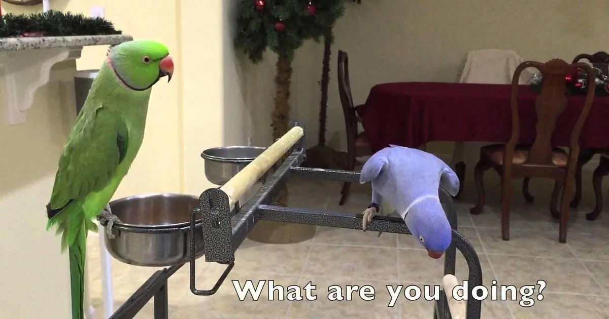 A green parrot stands beside a scale with a blue parrot underneath, both in a room with festive decorations.