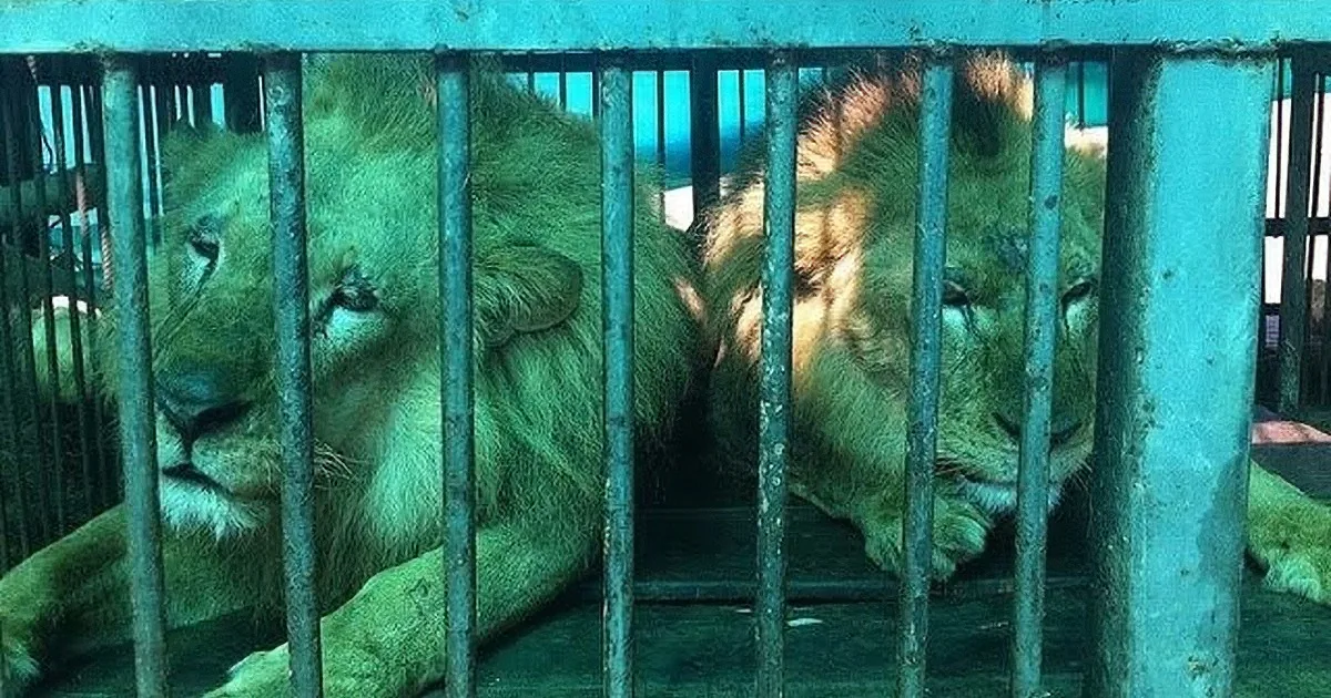 33 Lions Are Rescued From Abusive Circuses, but What Happened Next Broke My Heart!