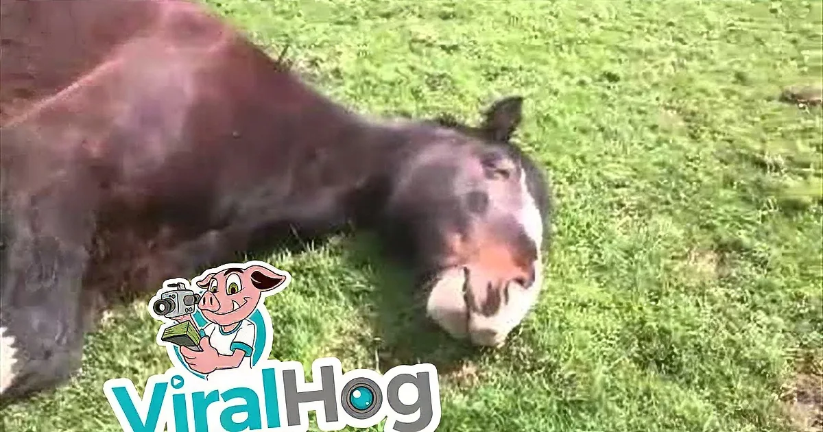 Adorable Horse Falls Asleep in the Sun, but What Happened Next Cracked Me up! so Cute!