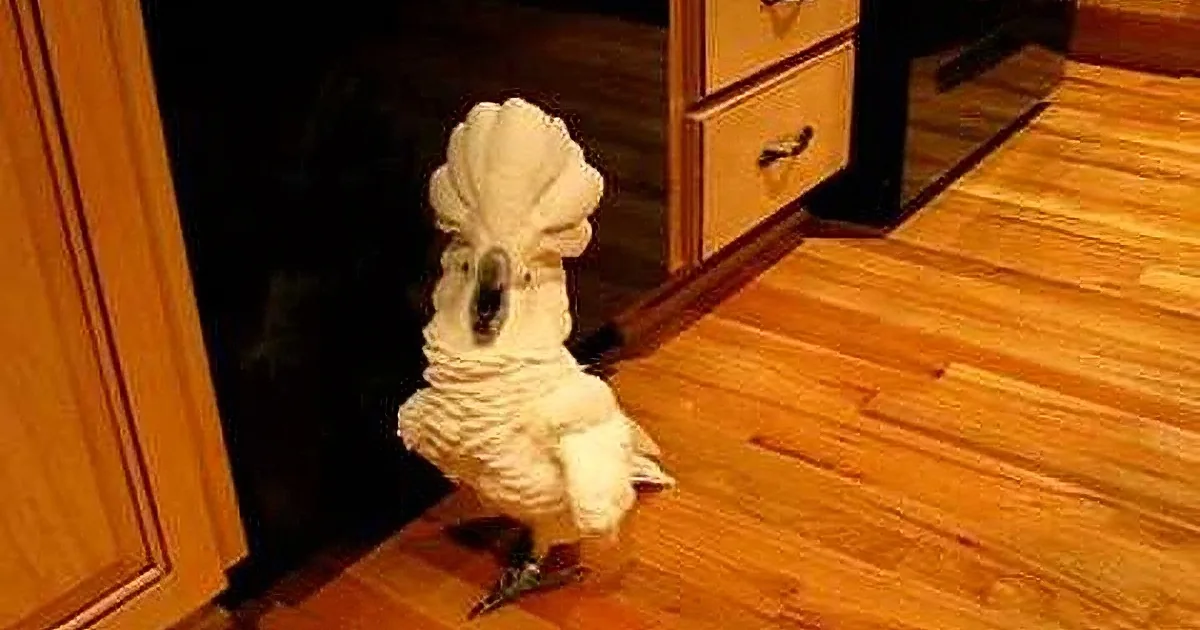Cockatoo Loses His Temper at His Owner, and What He Does Next? I Can't Stop Laughing!