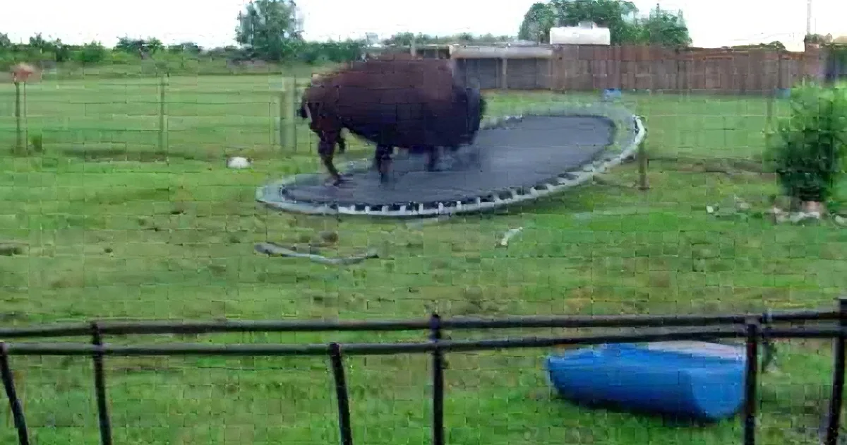 Curious Buffalo Goes up to a Trampoline, but What He Does Next Will Leave You in Stitches!