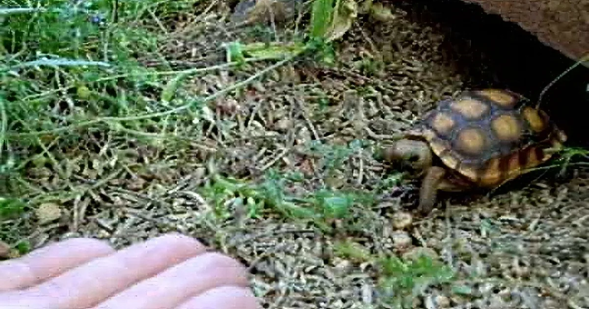 Her Husband Shines a Light in That Hole, but She Can't Believe It When This Comes Out!