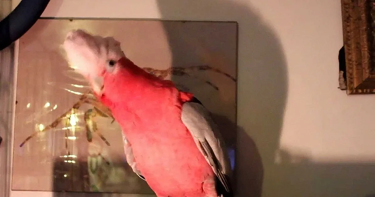 A pink and grey cockatoo perches indoors, looking up, with a reflective surface and wall art in the background.