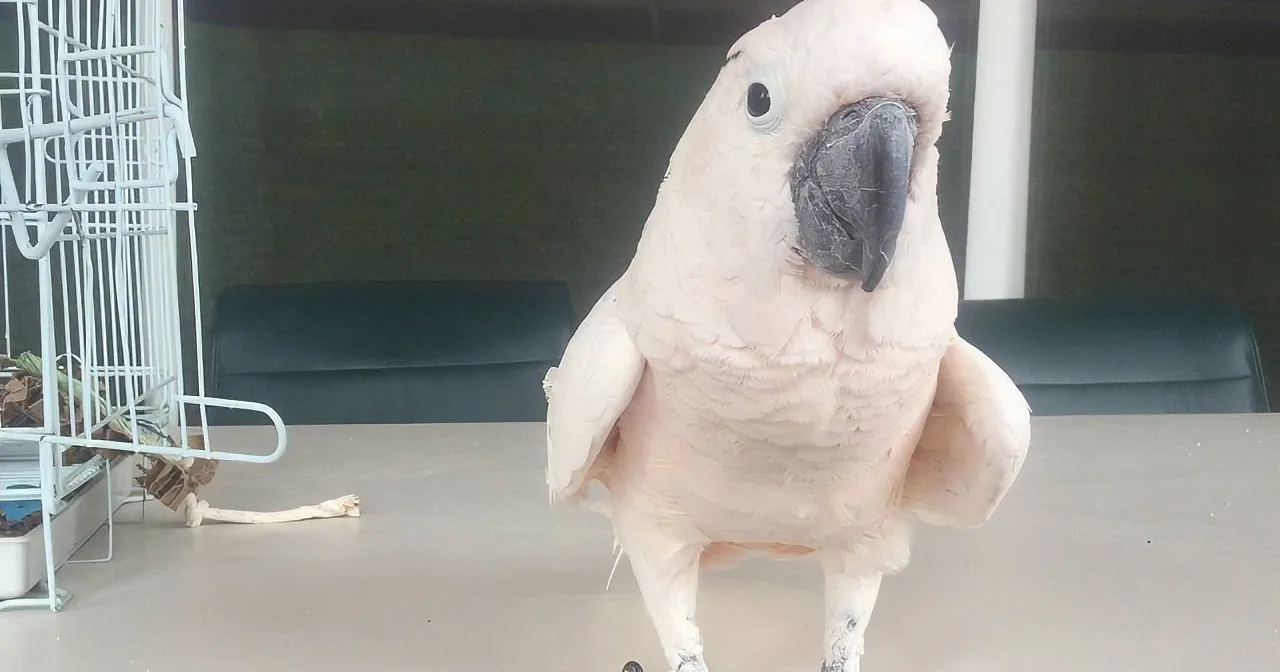 Cockatoo Lets out a Big Fart. but His Next Move? Rofl, I Didn''t See That Coming!