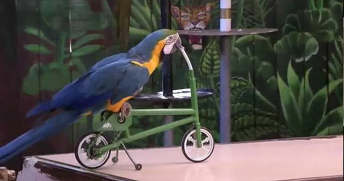 Cockatoo Is All Set for the Beach, Now Watch When He Brings out Those Sunglasses! Rofl!
