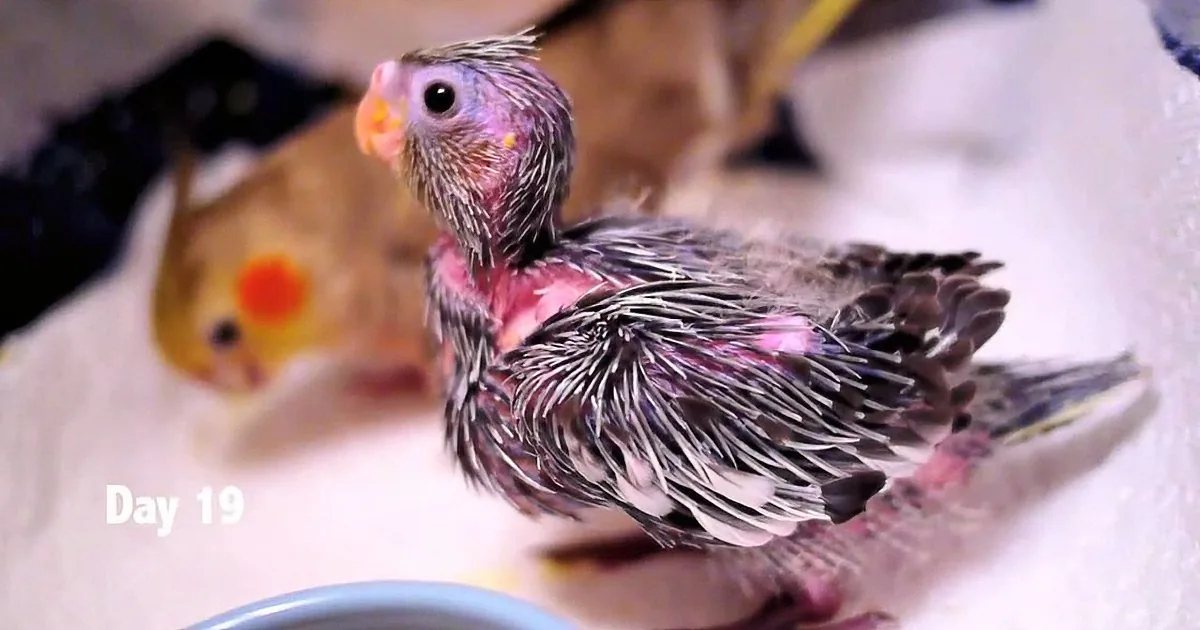 A fluffy baby bird with pink and white feathers, labeled "Day 19," sits on a white surface.