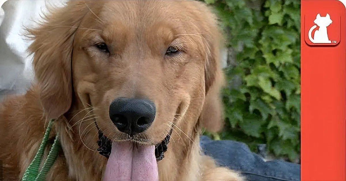 Blind Dog Was Stranded by His Heartless Owner. Now Watch What Happens Next! You''ll Break Down!