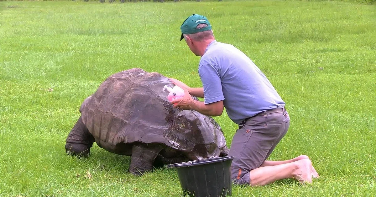 Jonathan, the Oldest Living Land Animal, Has His Shell Scrubbed. Beautiful!
