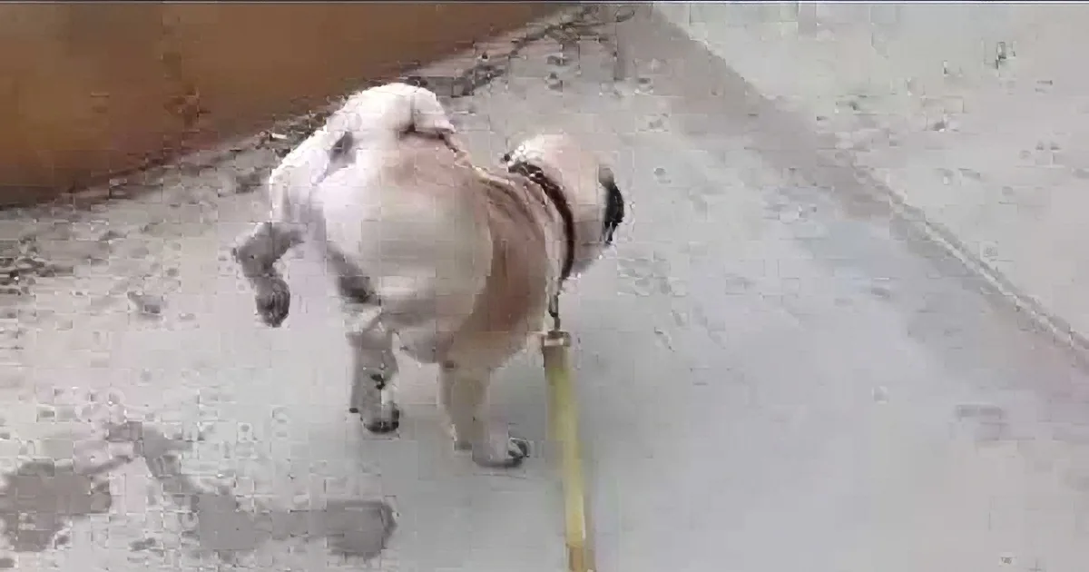 He Thought His Pug Was Going to the Bathroom, but When the Dog Lifted Both His Legs? LOL!