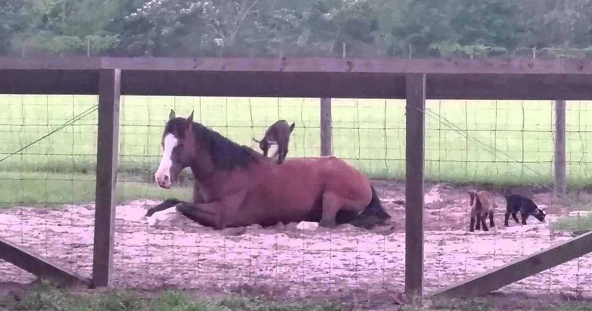 A horse lies on the ground in a fenced enclosure, with two goats nearby, one climbing on the horse's back.