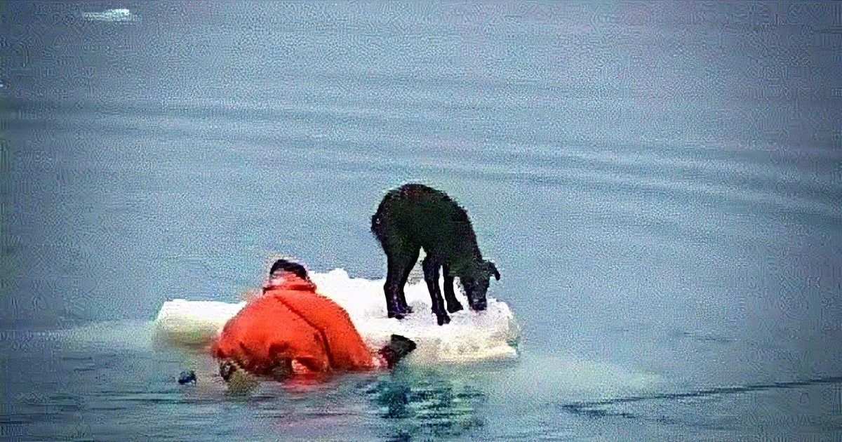 These Animals Were in Trouble, but You Won''t Believe the Heroic Acts of Their Rescuers! Incredible!