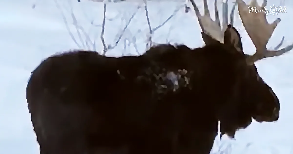 They Filmed a Moose Bull Shedding His Antler and It Is Amazing