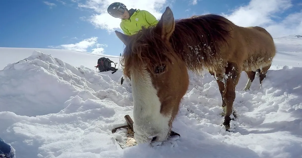 A brown horse with a white stripe stands in snow, eating, with a person in a yellow jacket and helmet in the background.
