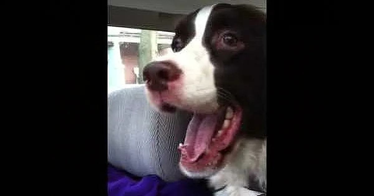 Dog Sees a Squirrel From the Car. but When He Can''t Go After It? I Can''t Stop Laughing! Aww!