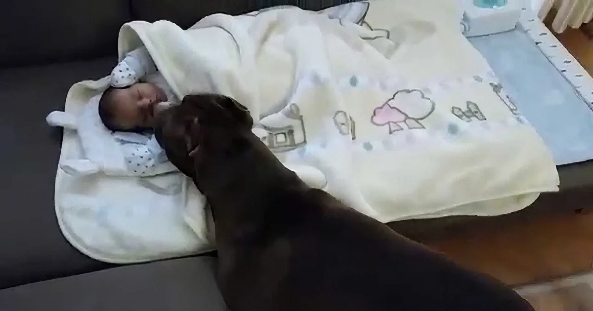 His Baby Sibling Was Nowhere to Be Seen. Now Watch When Dad Asks This Pit Bull to Find Her!