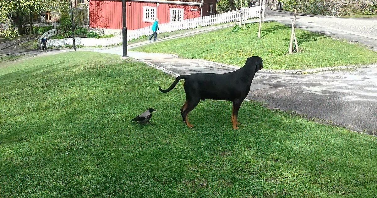 A Rottweiler stands on grass, facing away, with two crows nearby, and a red building with a white fence in the background.