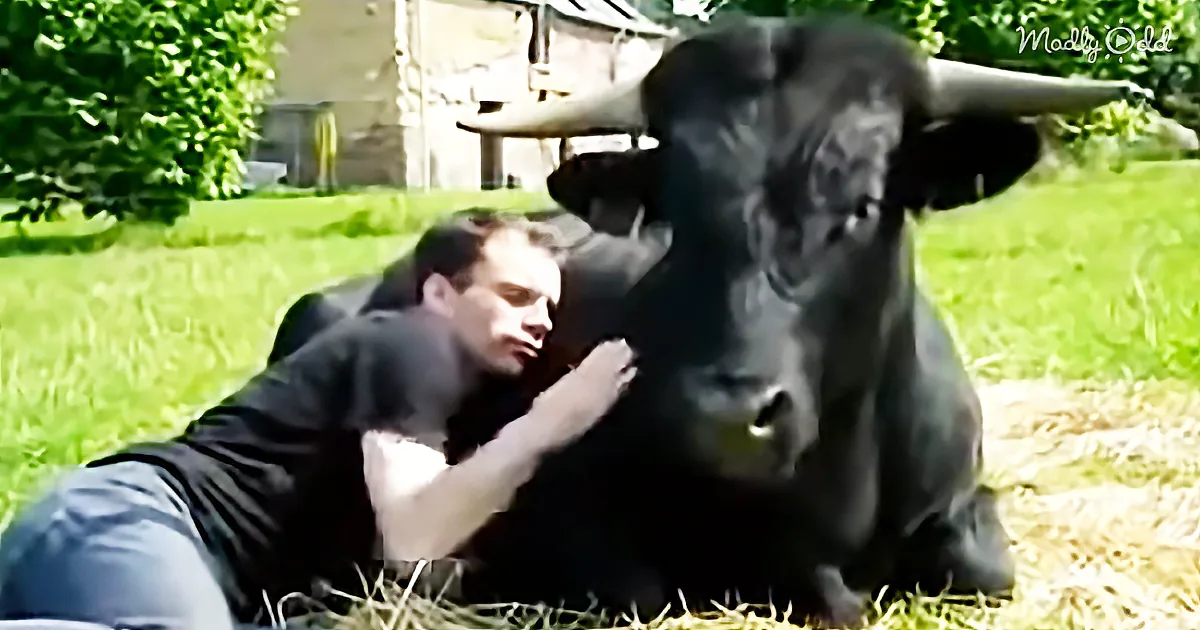 This Bull Was Destined to Be Put in a Fighting Ring Until This Man Came Along and Saved Him