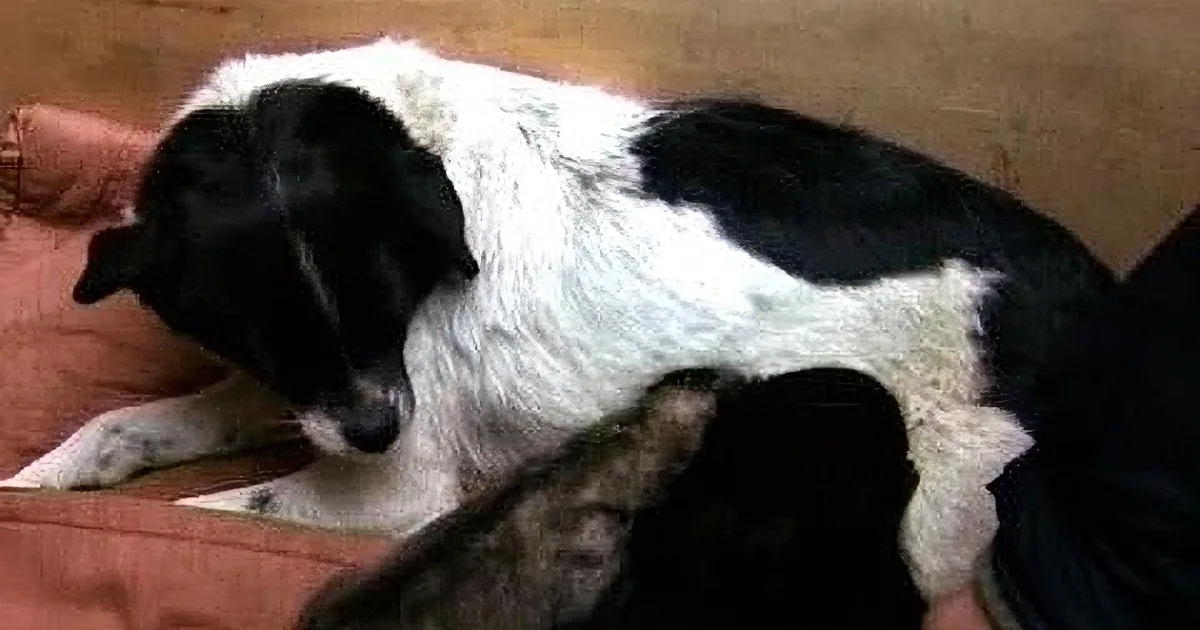 A black and white dog is lying down on a red couch, appearing relaxed.