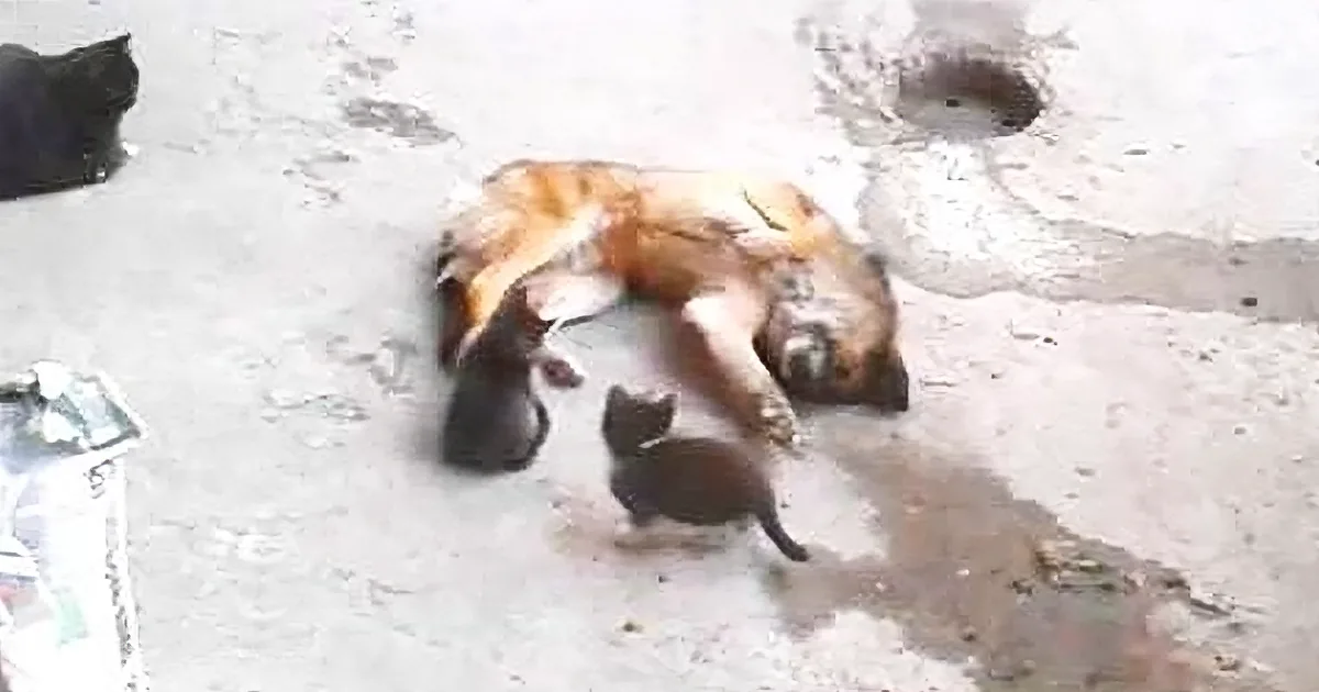 Mama Cat Is an Old Friend of This Dog. She Takes Her Kittens to Him and He Is Overjoyed
