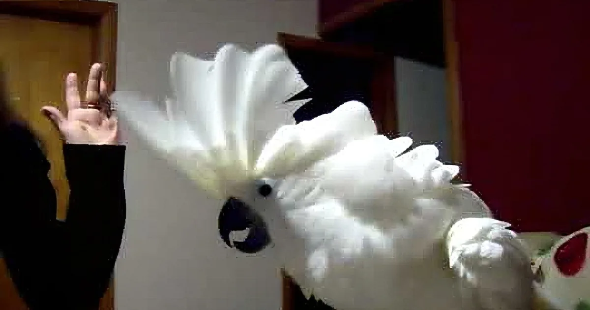 A Cockatoo Sees Her Grandma Enter the Room. but What She Did Next. You Won''t Stop Laughing!