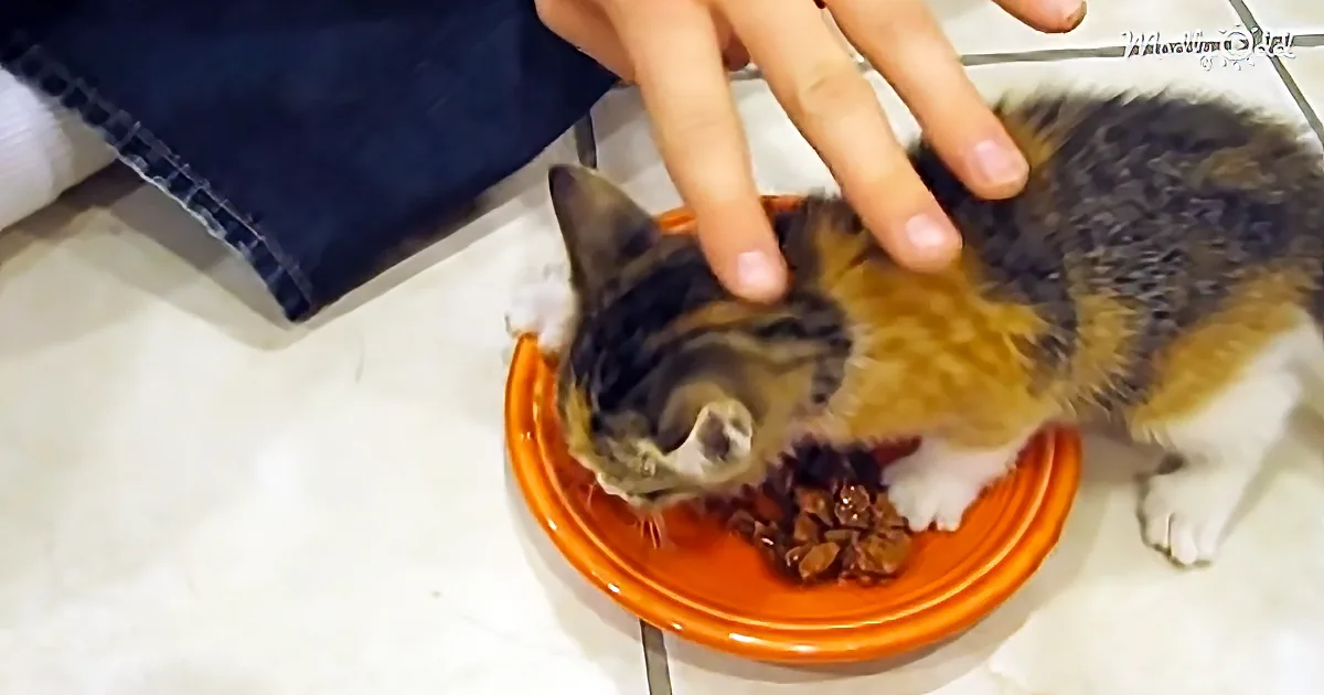 It Is Hard to Feed a Kitten This Protective of Her Food. She Isn''t Letting Anyone Near It!