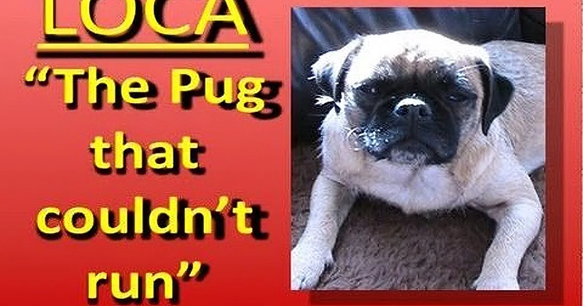 This Poor Pug Can''t Keep up With Her Siblings When Running. but See What She Does Do! Rofl!