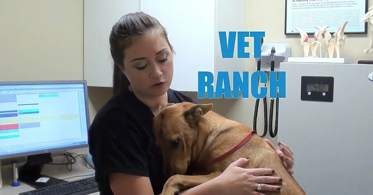 A vet holds a dog in a clinic setting, with a computer and stethoscope in the background.