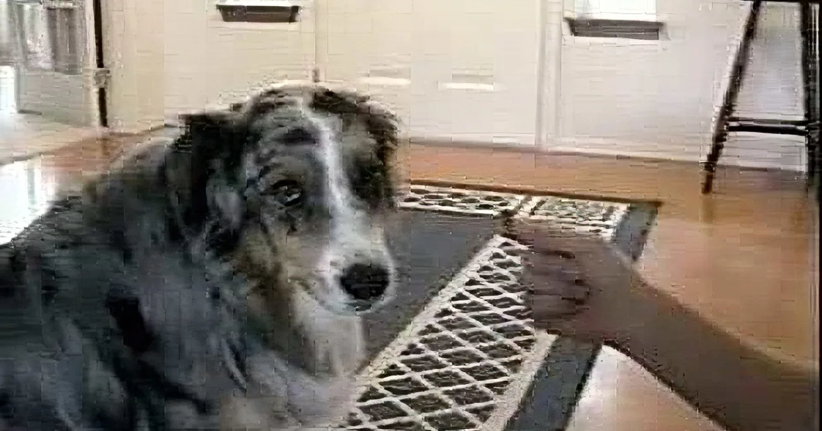 A dog with a blue and black coat sits on a patterned rug in a room with white walls and wooden floors.