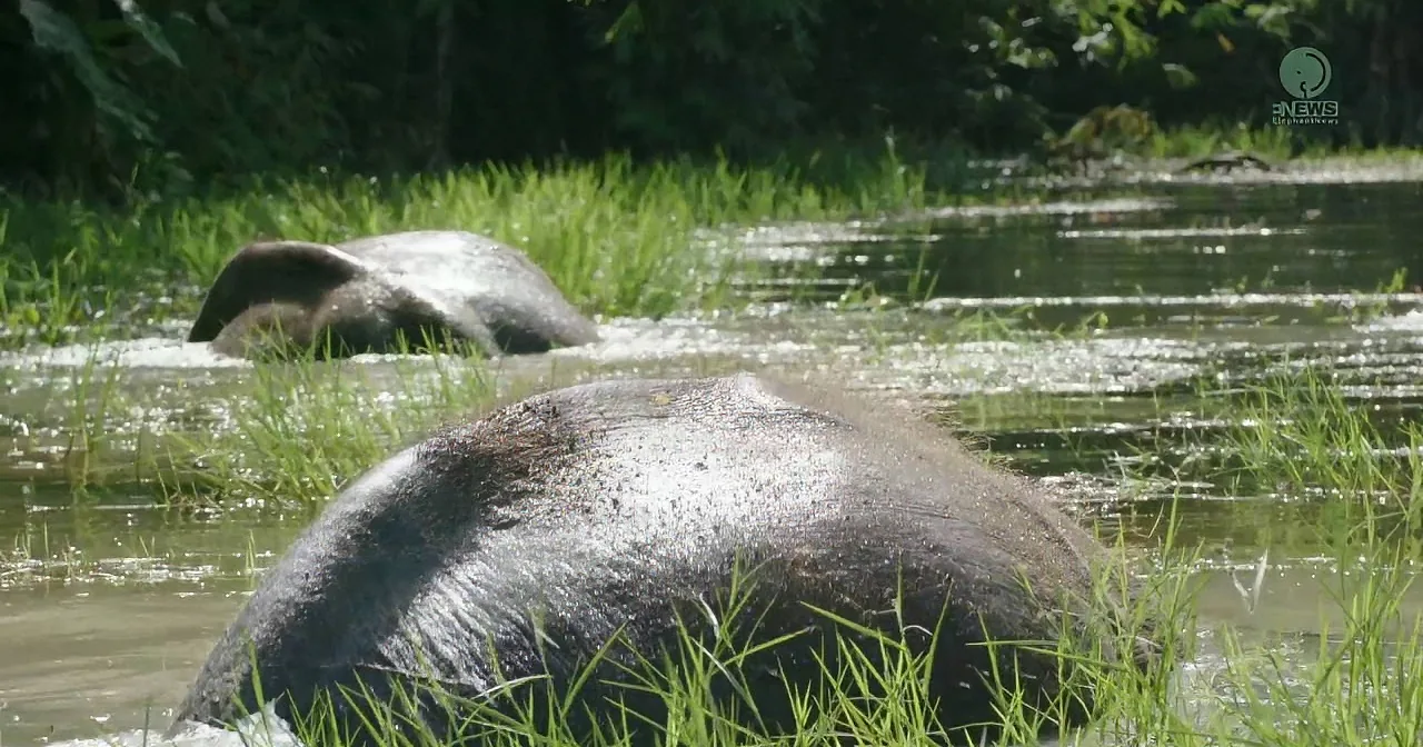 Elephants partially submerged in a river, surrounded by lush greenery.
