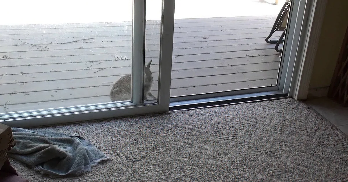 A rabbit peers through a sliding glass door from a wooden deck, with a gray carpeted floor and a towel nearby inside.