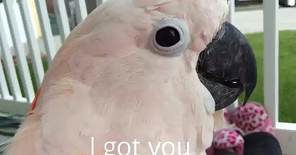 A close-up of a pink cockatoo holding a pink toy with text "I got you" below.