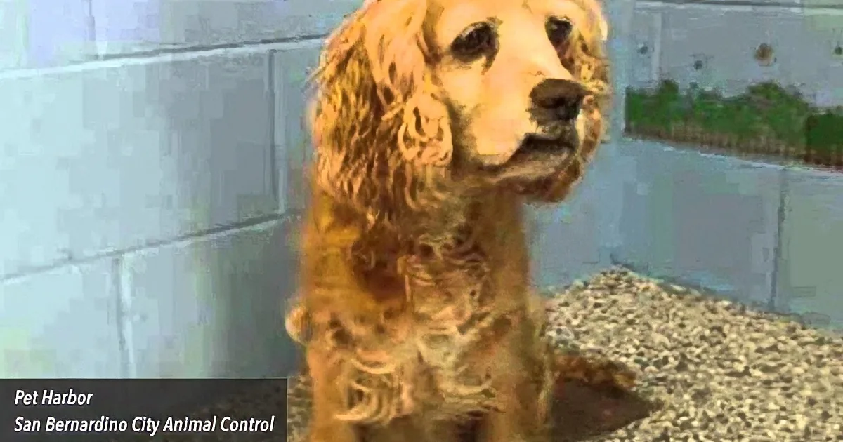 A golden dog with long, curly fur sits in a kennel at Pet Harbor, San Bernardino City Animal Control.