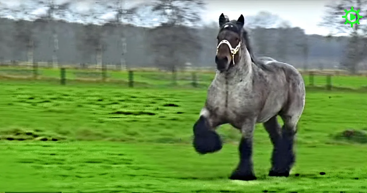 A gray horse with a white blaze and black mane stands on a green field, wearing a bridle.