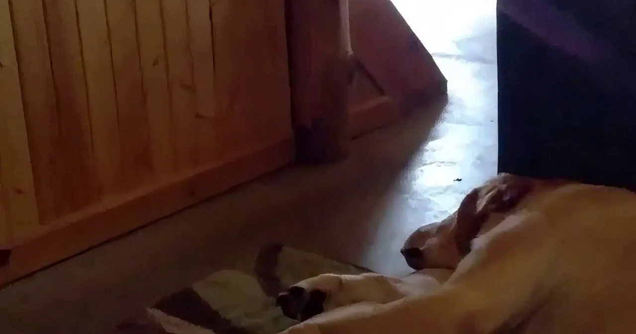 They Kept Hearing Strange Noises in Their House. Watch What They Saw Their Dog Doing! Whoa!